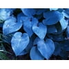 Halcyon Hosta - Gorgeous Medium Size Deep Green/Blue! - Gallon Pot
