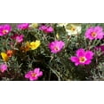 thumbnail image 6 of Better Homes & Gardens 2QT Purple and Yellow Dahlia Live Plant Grower Pot Sun, 6 of 8