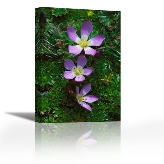 Andean flowers in boggy Paramo Grassland, Cotopaxi National Park, Ecuador - Contemporary Fine Art Giclee on Canvas Gallery Wrap - wall décor - Art painting - 24 x 36 Inch - Ready to Hang