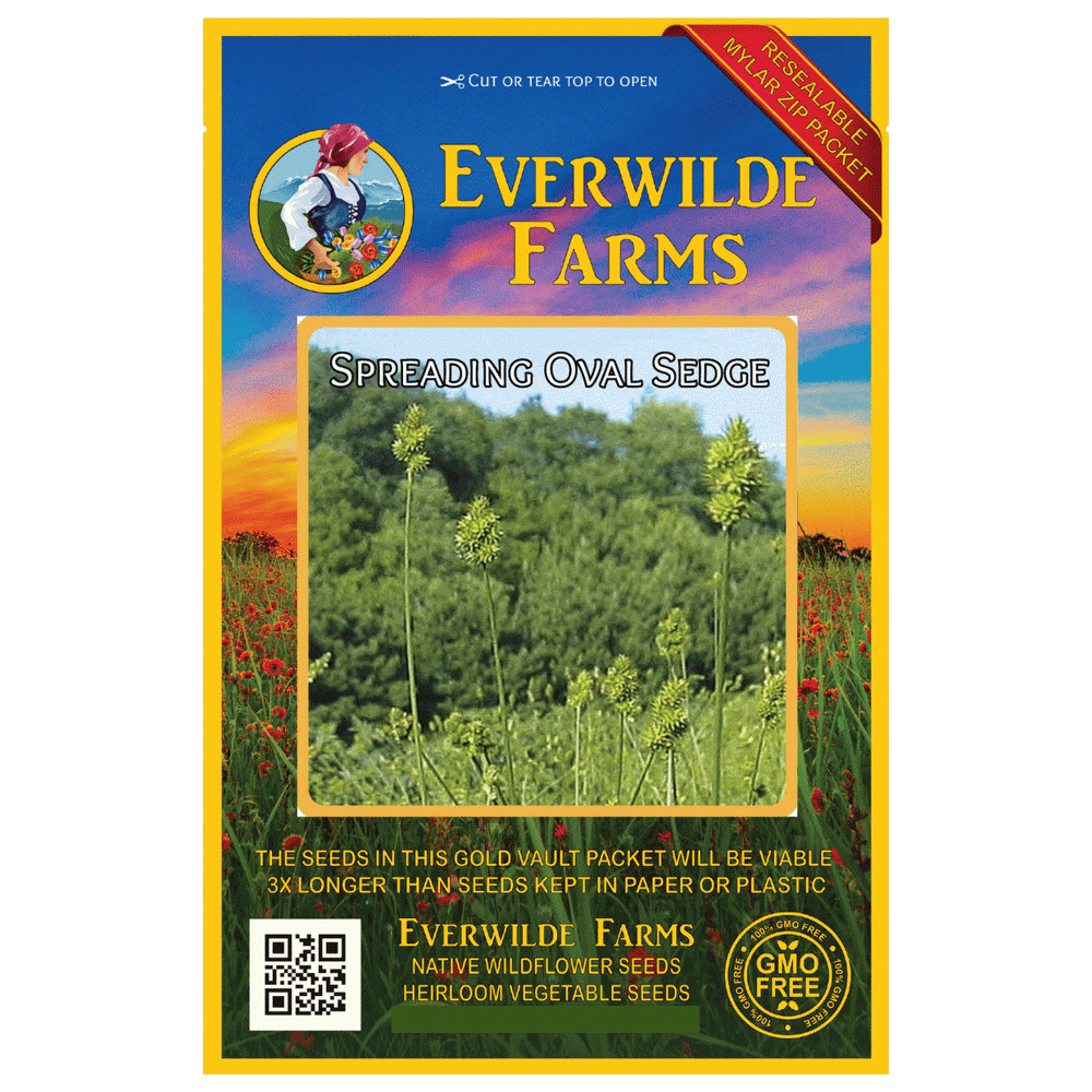Everwilde Farms 500 Spreading Oval Sedge Native Grass Seeds Gold