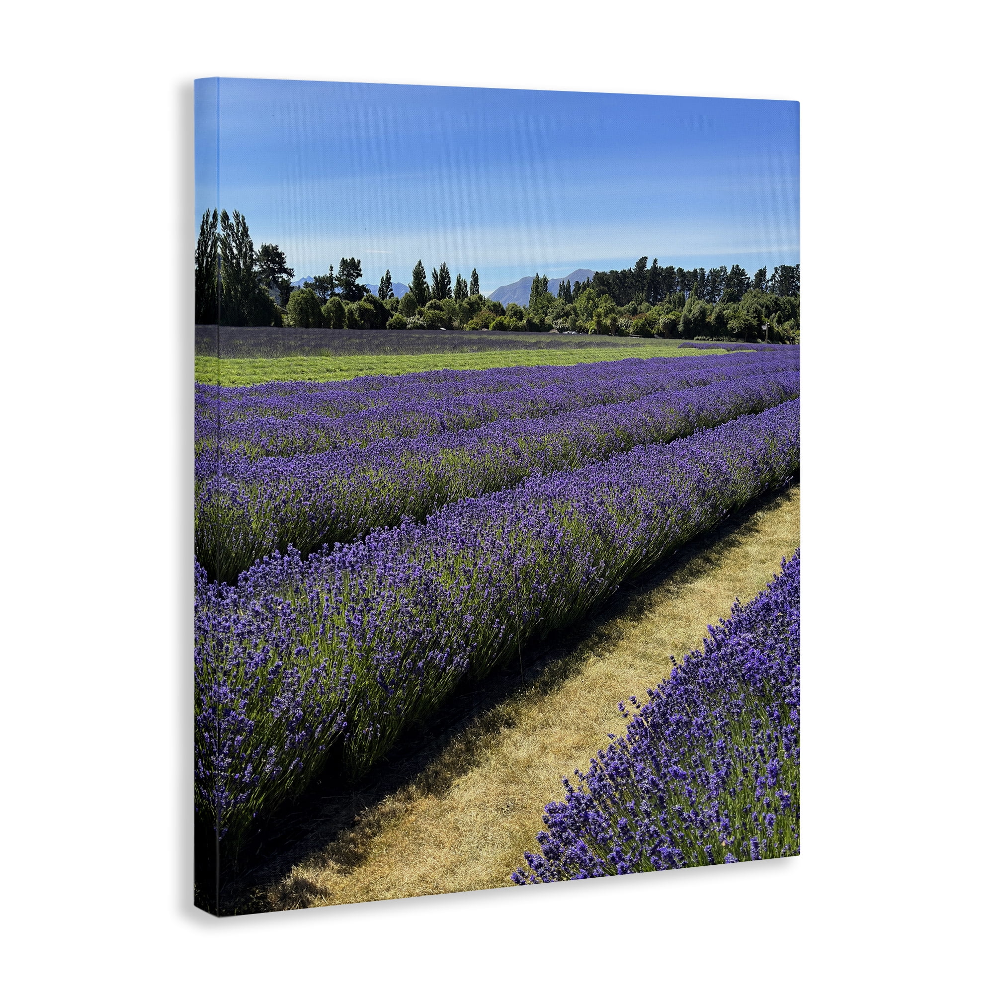 Stupell Industries Lavender Path Landscape Landscape Photography Gallery Wrapped Canvas Art Print Wall Art, 30 x 40