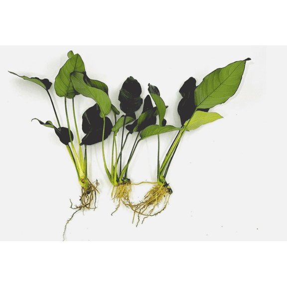 3 Anubias Live Aquarium Plants Bundle – Small Freshwater Aquatic Plants for Fish Tanks, Easy Low Light Aquascaping Plants