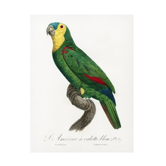 Trademark Fine Art Francois Levaillant Levaillant Parrot IV Canvas Wall Art