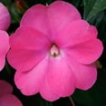 thumbnail image 5 of 2.5 in. Impatiens Compact Hot Pink Live Annual SunPatiens With Full Sun (3-Pack), 5 of 10