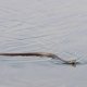 thumbnail image 5 of Broma de serpiente de golf, broma de serpiente con clip, broma de serpiente de golf DIY con cuerda y clip, broma de serpiente en una cuerda, broma de serpiente para golf, 5 of 5
