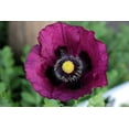 thumbnail image 2 of 500 Seeds LAUREN'S GRAPE POPPY Purple Papaver Somniferum Flower Seeds, 2 of 9