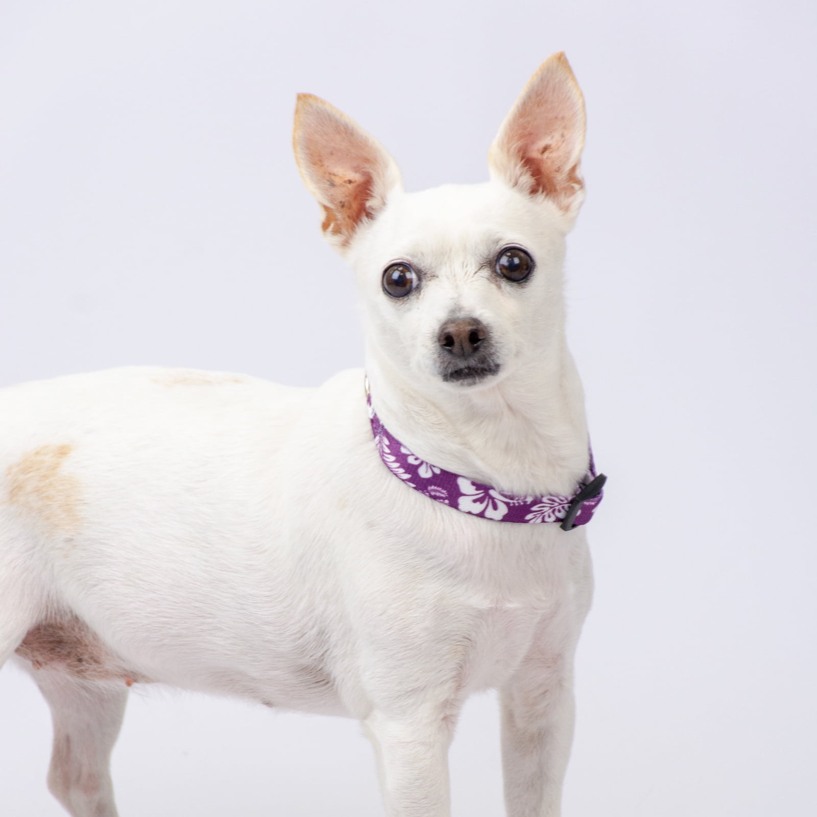 Country Brook Design&reg;  Purple Hawaiian Deluxe Dog Collar & Leash
