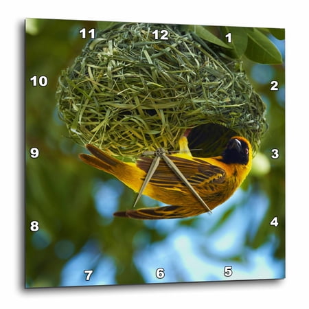 3drose, Southern Masked Weaver at Nest, Etosha Np, Namibia, Africa., 10x10 Wall Clock