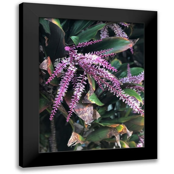 Melanson, Suzanne 15x18 Black Modern Framed Museum Art Print Titled - Lavender Beauty