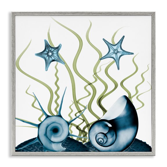 Stupell Industries Coastal Navy Blue Sea Floor Arrangement Translucent Shell Collage Gray Framed Giclee Art, 12 x 12, by Albert Koetsier