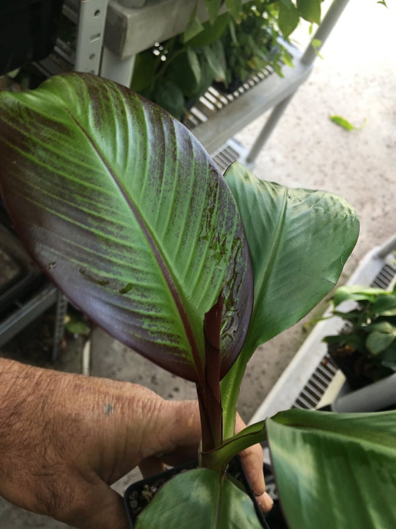 Ensete Maurelii – Red Abyssinian Banana – Cold Hardy Tropical Banana Plant