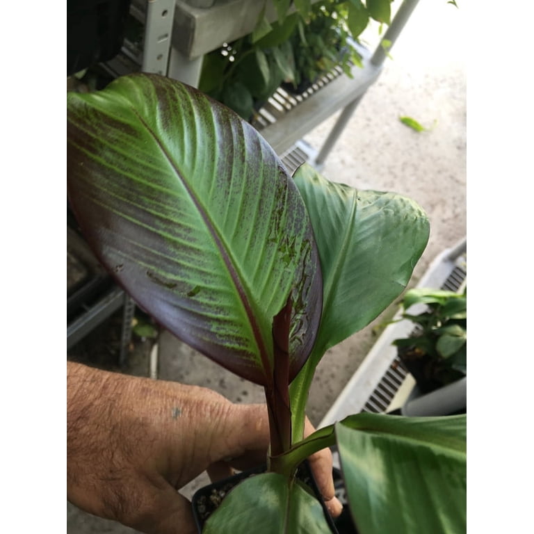 Ensete Maurelii  Red Abyssinian Banana  Cold Hardy Tropical Banana Plant
