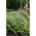 thumbnail image 4 of 1 gal. Beekeeper Bluebeard (Caryopteris) Live Shrub, Blue Flowers, 4 of 10