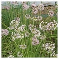 thumbnail image 5 of Everwilde Farms - 200 Nodding Onion Native Wildflower Seeds - Gold Vault Seed Packet, 5 of 5