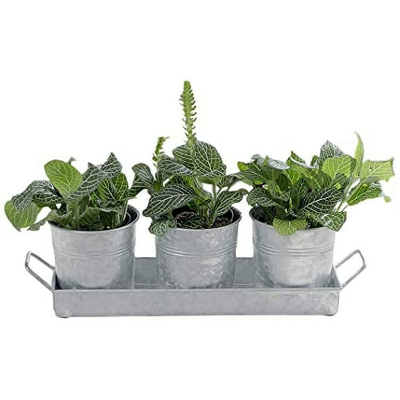 3 Galvanized Metal 4-Inch Flower Pots with Caddy Tray - Ideal for Holding Plants & Herbs or Silverware - Rustic Flair for Country, Mid-Century, or Farmhouse Themed Home, Garden, or Kitchen