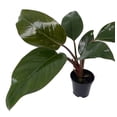 thumbnail image 2 of Rare Black Cardinal Philodendron 4" Pot - Easy Grow House Plant - Collector's, 2 of 3