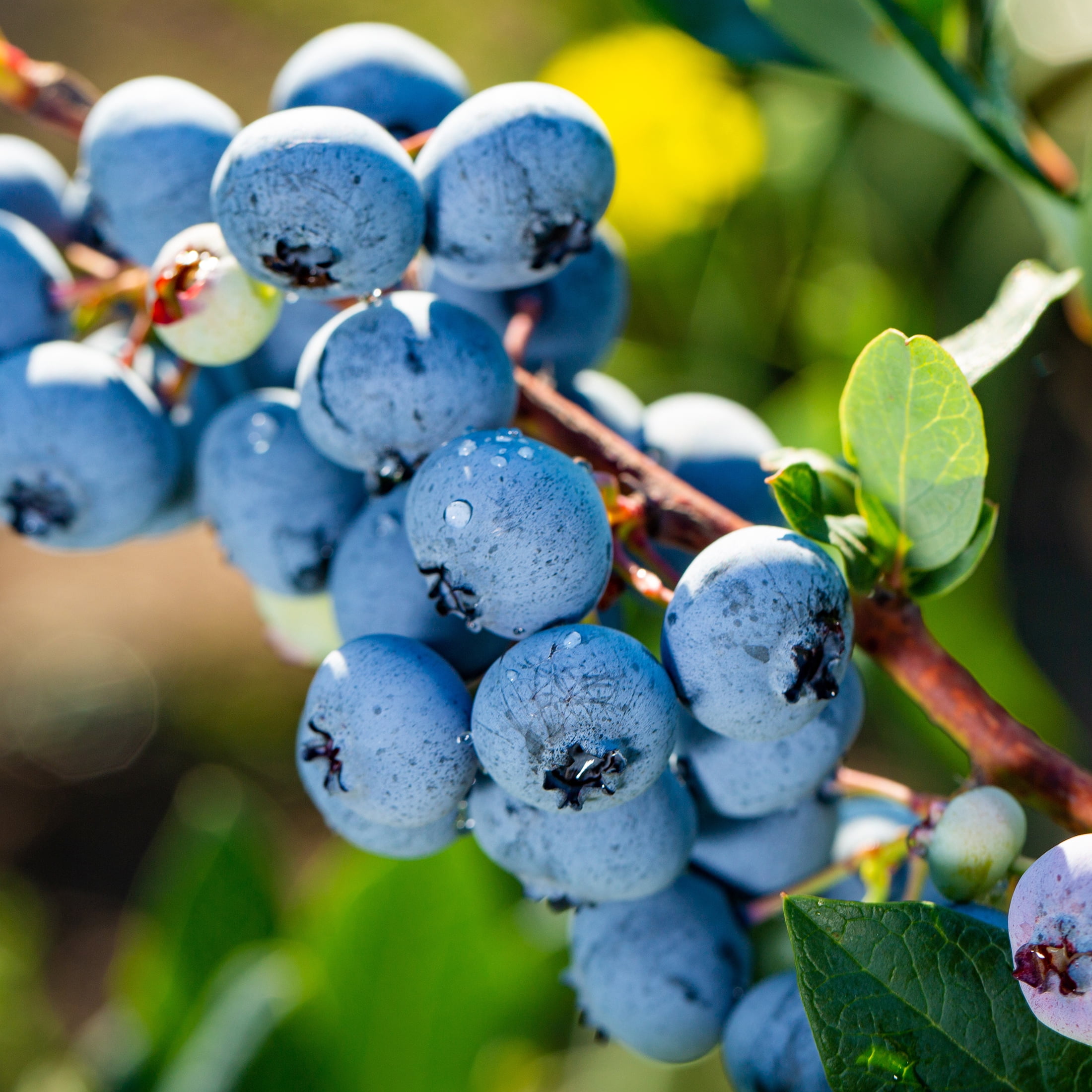 Expert Gardener 1-1.5 ft tall Powder Blue Rabbiteye Blueberry Live Shrub in 1-Gallon Grower Pot