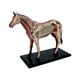 thumbnail image 1 of Modelo de anatomía de órganos animales 4D Juguete de ensamblaje de inteligencia de caballos Modelo de anatomía didáctico Electrodomésticos de bricolaje, 1 of 5