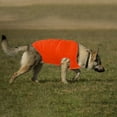 thumbnail image 4 of CICRKHB Dog Vest Dog Cat Pet Vest Cute Style Summer Breathable Leisure Pet Thin Clothing Pet Supplies Orange, 4 of 4