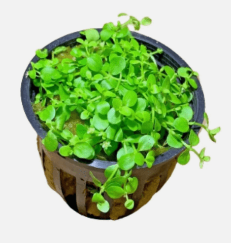 Micranthemum Monte Carlo Live Aquarium Plant – Easy Carpet Foreground Plant for Aquascaping, Freshwater Fish Tank Plant