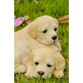 thumbnail image 1 of BABY LABRADORS PLAYING, 1 of 4