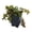 1 Plant, variant on Sao Paulo Friendship Plant - 1 Live Starter Plant - Beautiful Textured Compact Indoor Houseplant