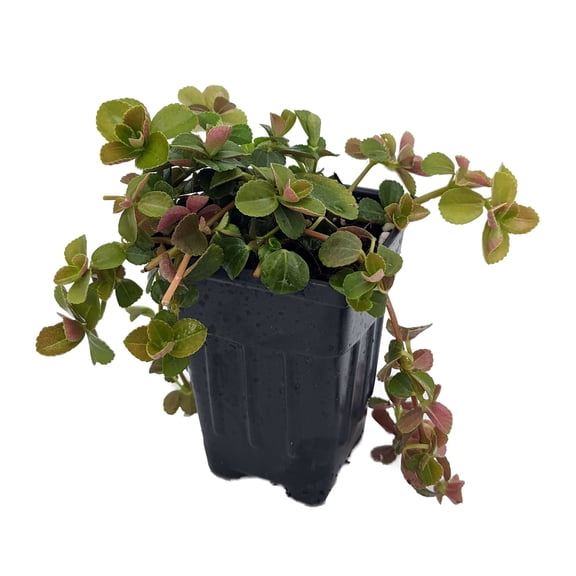 Sao Paulo Friendship Plant - 1 Live Starter Plant - Beautiful Textured Compact Indoor Houseplant