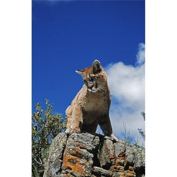 Young Mountain Lion Looks Down From Rock Outcrop; Montana Usa Poster Print