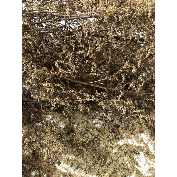 Sweet Annie (Artemisia annua) 20,000 Organic Seeds (1 gram) by Smoke Camp Crafts - Sweet Wormwood, Sweet Sagewort, Annual Mugwort or Chinese Wormwood