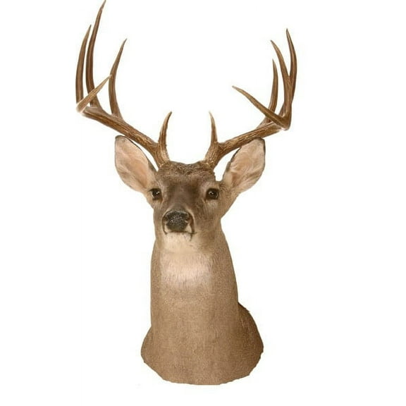 Whitetail Deer Decal