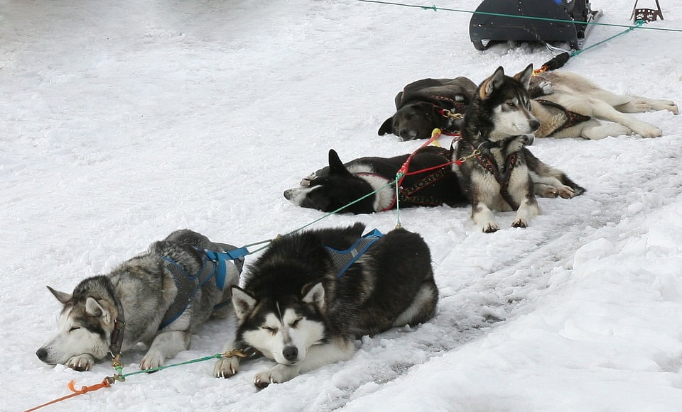 Canvas Print Husky Dog Sled Race Sled Sleds Dog Laika Race Stretched