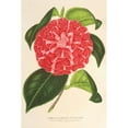 thumbnail image 2 of Charles Antoine Lemaire 17x24 Black Ornate Framed Double Matted Museum Art Print Titled: Camellia Cariotta Peloso (Hybr.) (1854-1896), 2 of 5