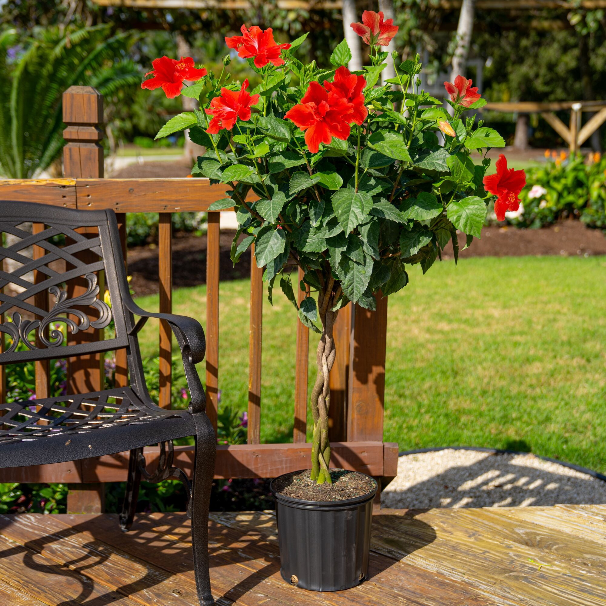 "Island Blooms 10"" Hibiscus Braid Cork in 10"" Grower Pot"
