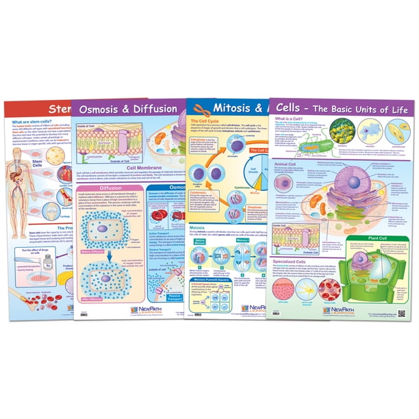 Cell Structure Processes Poster Set Set Of 4 Walmart 