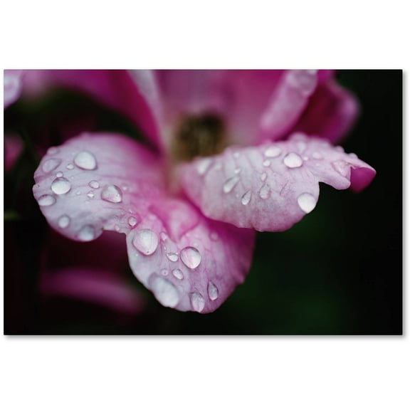 Trademark Fine Art 'Raindrops on Wild Rose Color' Canvas Art by PIPA Fine Art