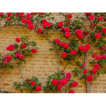 50 Climbing Rose Vine Seeds - Amazing Growth and Beautiful Roses