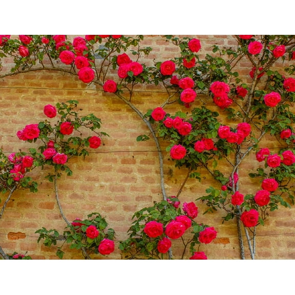 50 Climbing Rose Vine Seeds - Amazing Growth and Beautiful Roses
