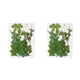 thumbnail image 2 of Advancent Hoja seca natural DIY Arte hecho a mano Planta en relieve Hojas prensadas Decoración Hogar Decorativo para tarjetas de boda de resina Hoja verde 12 2piezas Advancent CBP163988, 2 of 5
