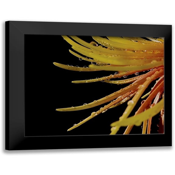 Burkhart, Monika 14x12 Black Modern Framed Museum Art Print Titled - Sun Dance II