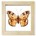 thumbnail image 1 of Mariposa con alas de color marron claro Pantalla de escritorio de pared de fotograma cuadrado, 1 of 4