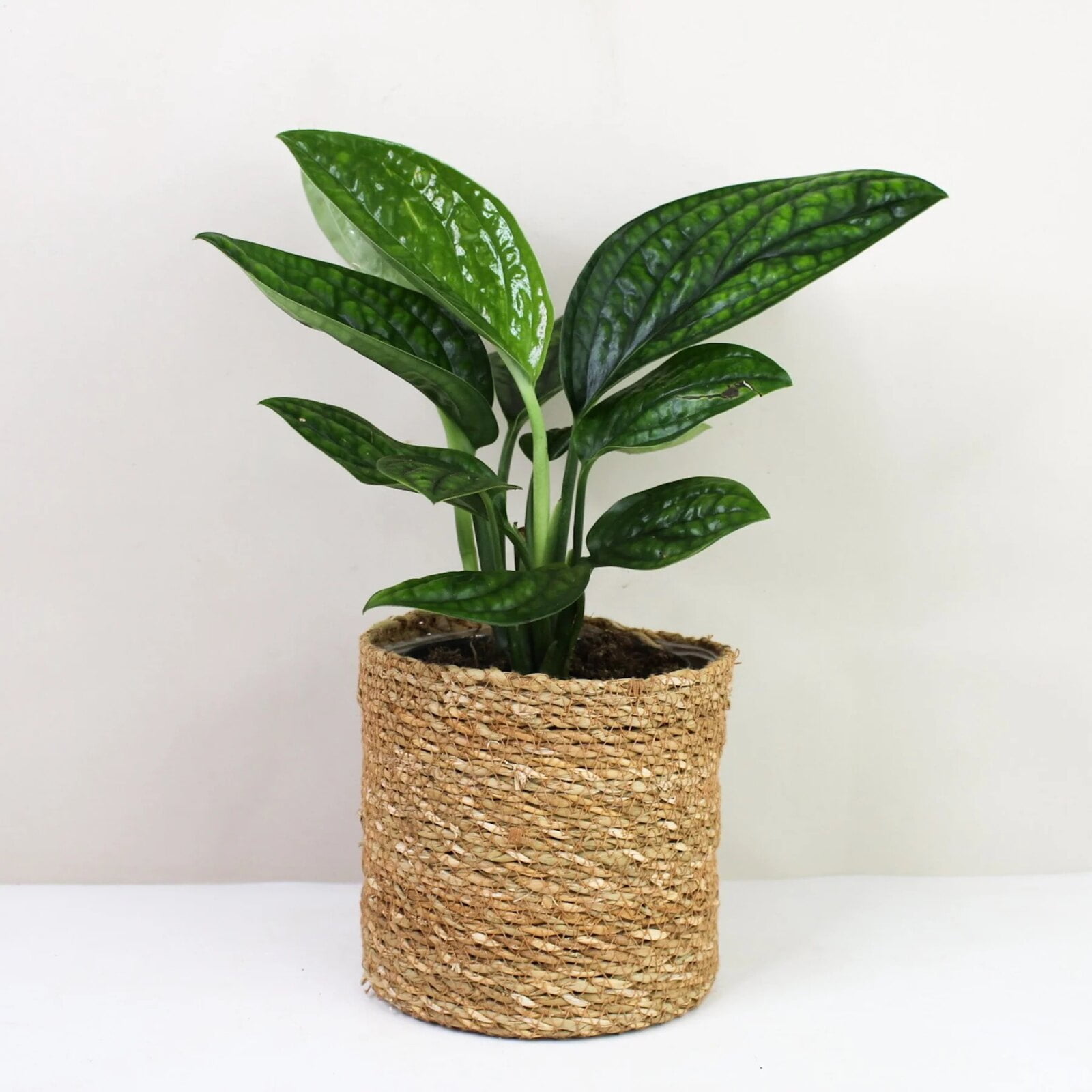 ⭐ GARDENERA Monstera Peru Plant Soil Mix - Monstera Karstenianum - Expertly Formulated for Strong and Healthy Roots - 3 Quart