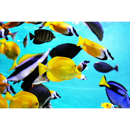 canvas print blue fish tank sea tropical fish aquarium fish stretched canvas 10 x