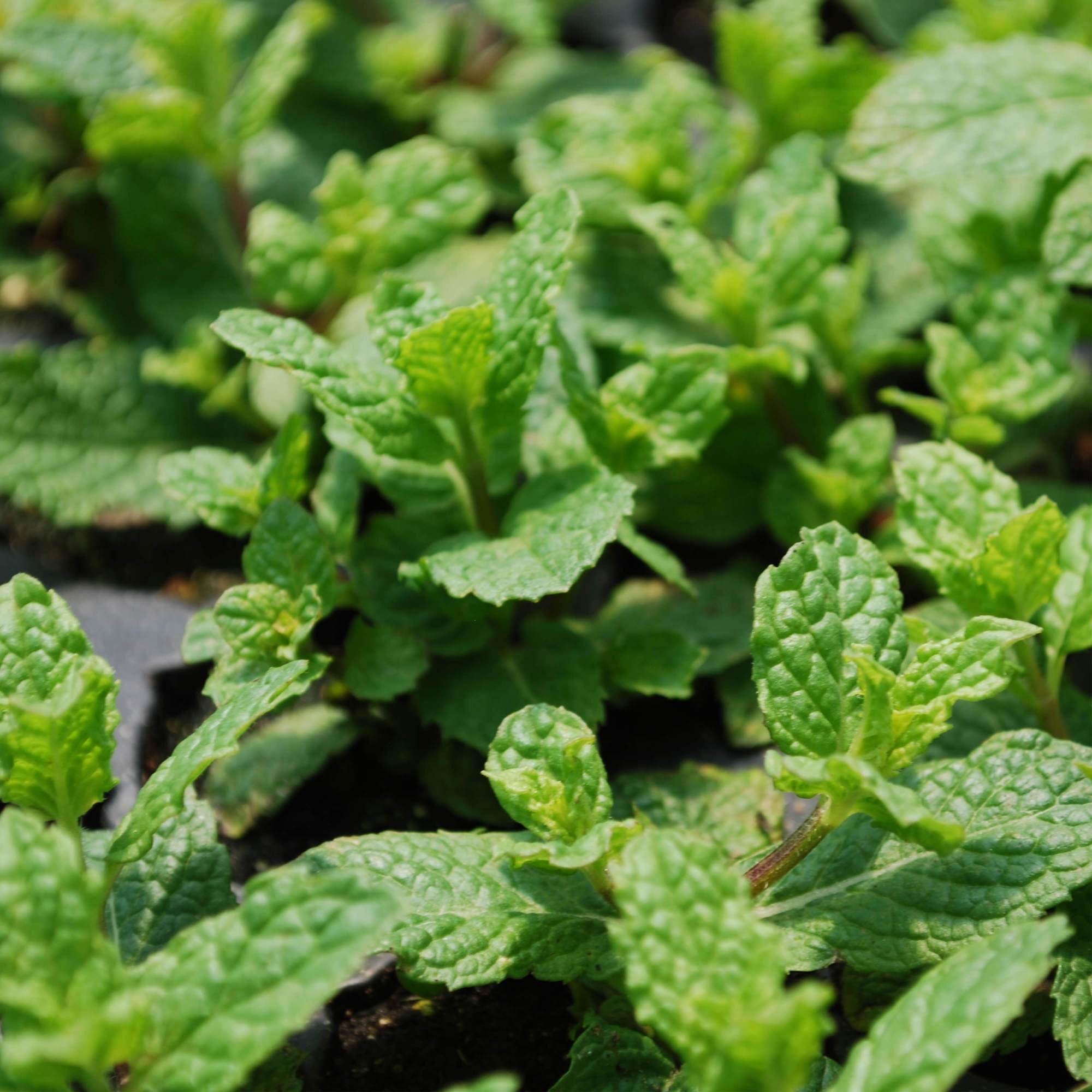(2 pack) Bonnie Plants Sweet Mint 19.3 oz.