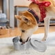 thumbnail image 1 of Nestingho Plato De Para Perro De Inoxidable Con Para Beber Lento, 1 of 6