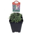 thumbnail image 2 of Tiny Rubies Dianthus - Fragrant/Hardy Groundcover - 2.5" Pot, 2 of 4