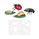 thumbnail image 1 of s realistas del ciclo de animal, herramientas de enseñanza preescolar, educación para niños Mariquita Zulema Ciclo vital, 1 of 7
