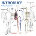 thumbnail image 3 of Human Organ Model Steam Children Science Education Enlightenment Detachable And Assemblable Anatomy Simulation Toy 1PC, 3 of 3