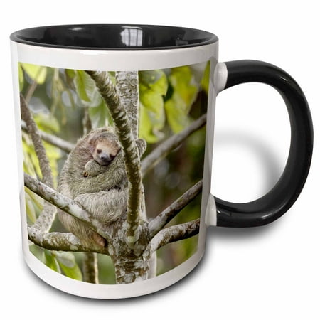 3dRose Costa Rica, Three-toed sloth wildlife - SA22 BJA0001 - Jaynes Gallery - Two Tone Black Mug,