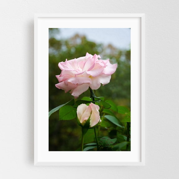 Wall Art Prints Flowers: Admiration Pink Rose - Mixed Media Floral Flowers Nature Garden Botanical Pastel Scenic White Framed Wall Art Print 5 x 7 inches