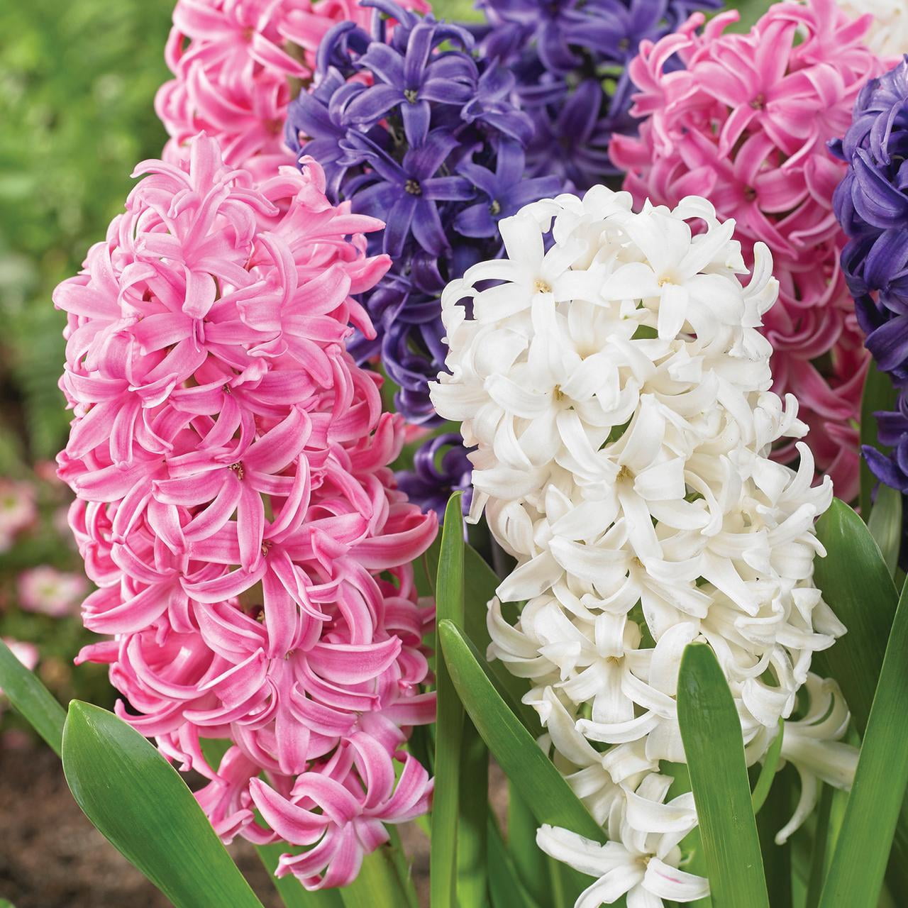 Expert Gardener Hyacinth Mix Plant Bulbs (3 Dormant Bulbs)